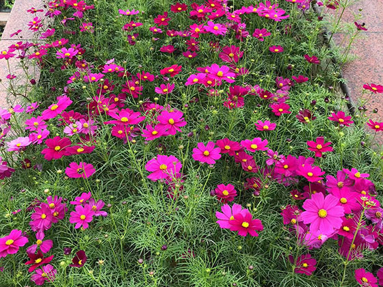 阿勒泰鲜花绿植租摆|绿化露台设计